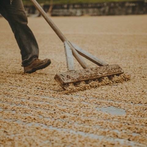Secado de café