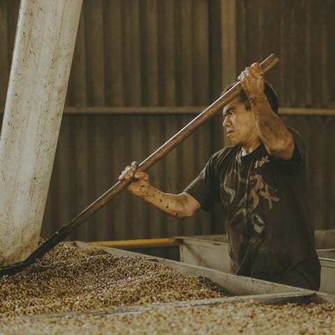 Hombre limpiando granos de café