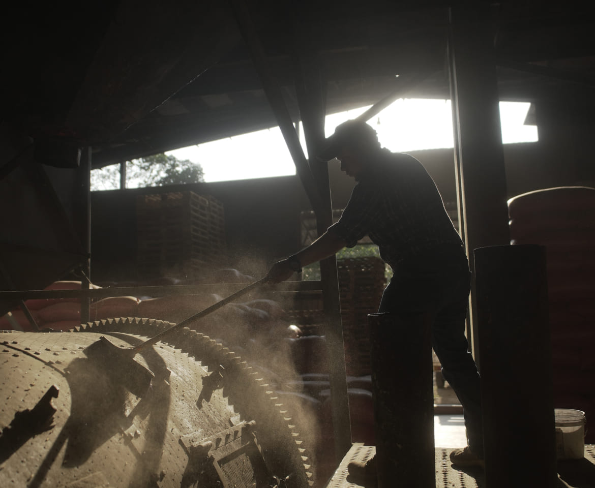Hombre trabajando en proceso del café